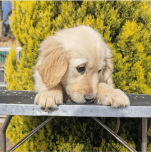 Cachorros felices: golden en foto con fondo de naturaleza