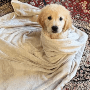 cachorro con cobija, adoptado (cachorros felices)