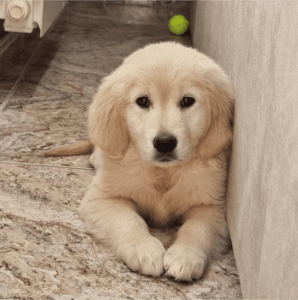 Cachorros felices: Cachorro descansando con pelota detrás de él
