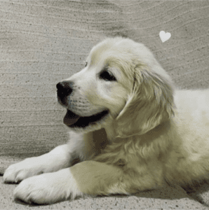 Cachorros felices: Golden en su nuevo hogar jadeando