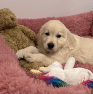 cachorro golden adoptado, cachorros felices con hogar