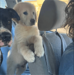 cahorros felices, golden cahorro en coche