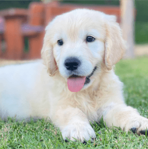 Golden retriever con hogar, ya pertenece a los cachorros felices