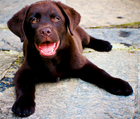 labrador color chocolate