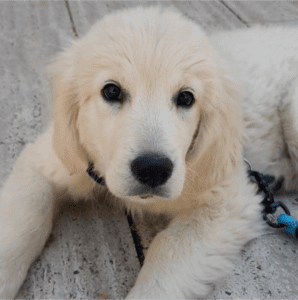 golden acostado en el suelo, adoptado por una dueña (cachorros felices)