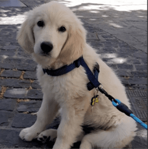 golden dando un paseo pasando a ser uno de los cachorros felices