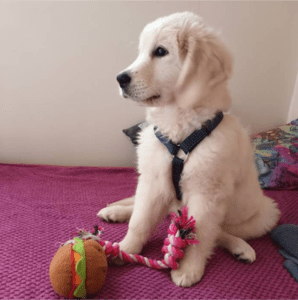 cahorro con juguete nuevo. Cachorros felices