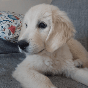 cachorro adoptado acostado en sofá siendo uno de los cachorros felices