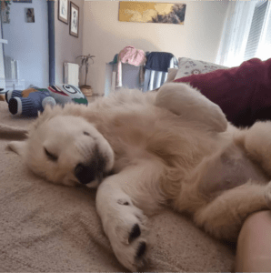 golden descansando: Cachorros felices