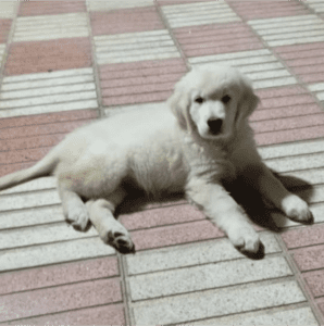 cachorro adoptado golden en un centro de cachorros felices