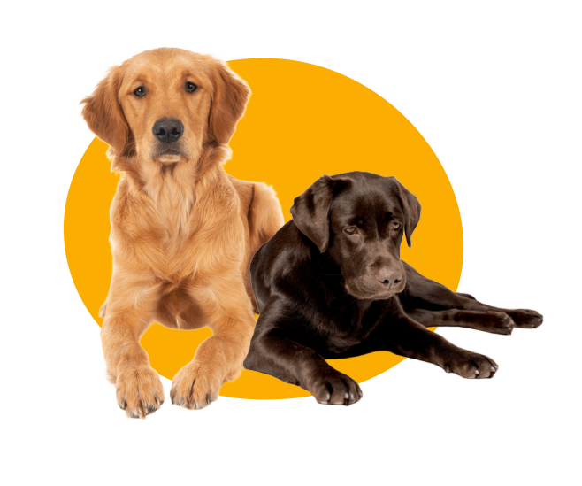 golden rubio y labrador retriever de coclor chocolate