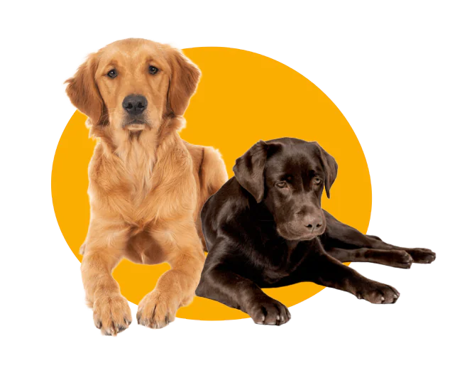 golden rubio y labrador retriever de coclor chocolate