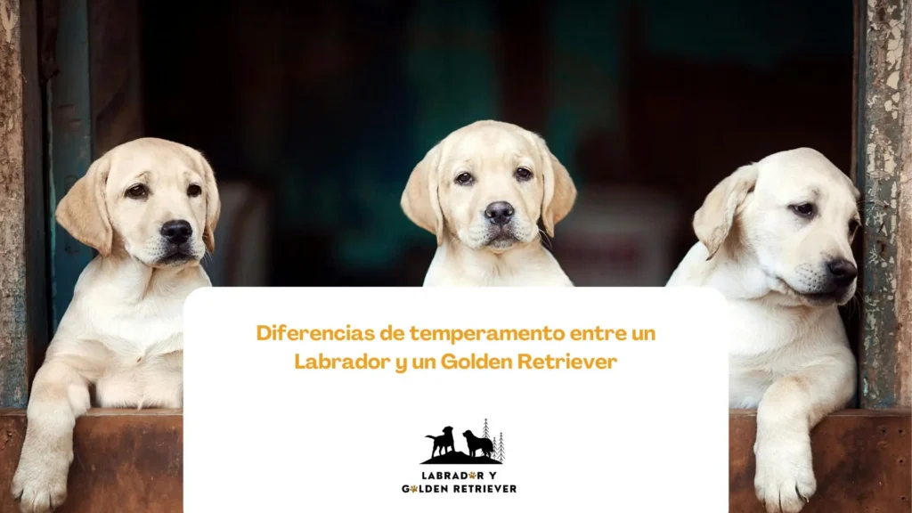 tres golden cachorros, cuida a tu cachorro desde el primer día