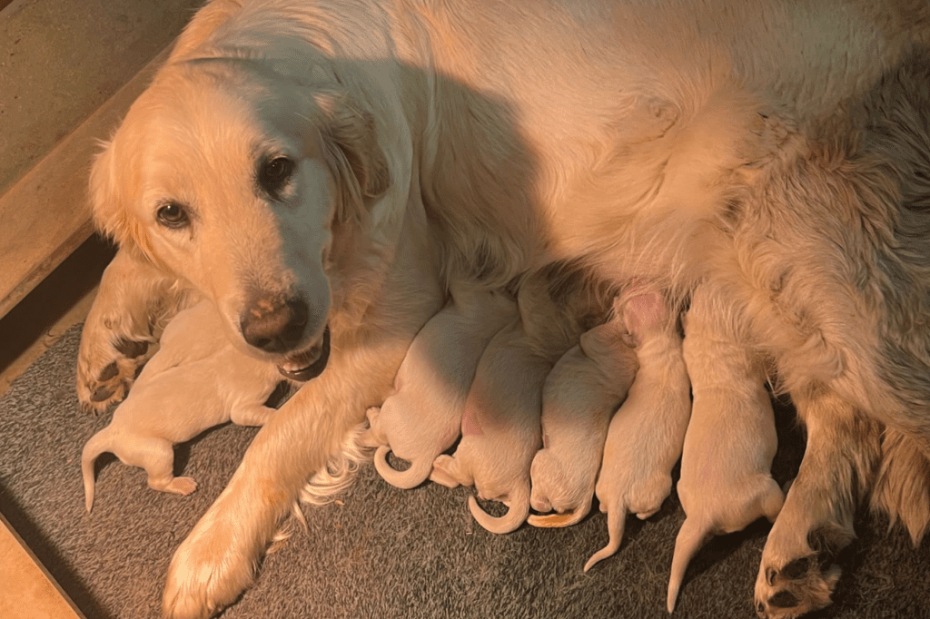 madre con sus cachorros, alimentación inicial