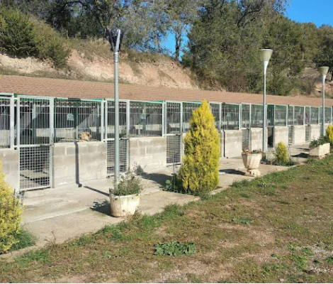 centro canino de labrador y golden