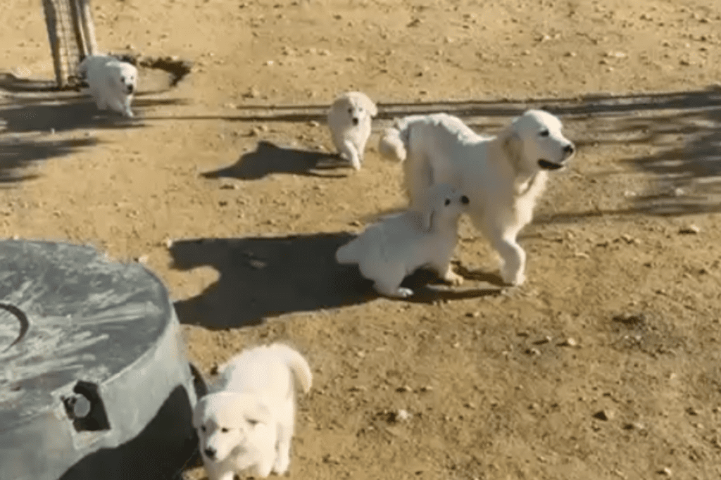 Perros golden con padres jugando