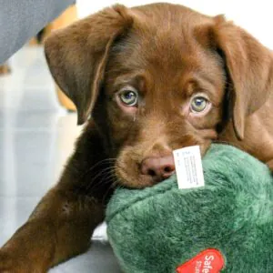 Labrador Retriever