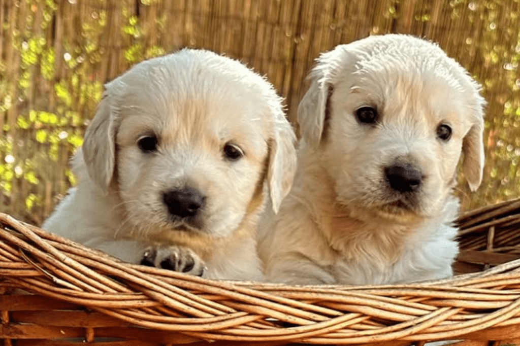 cachorros en socialización desde jóvenes