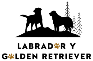 logo de labrador y golden