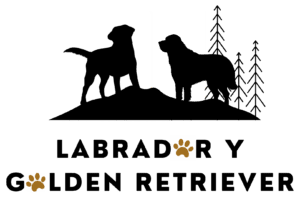 logo de labrador y golden