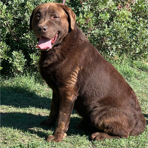 labrador mediano chocolate