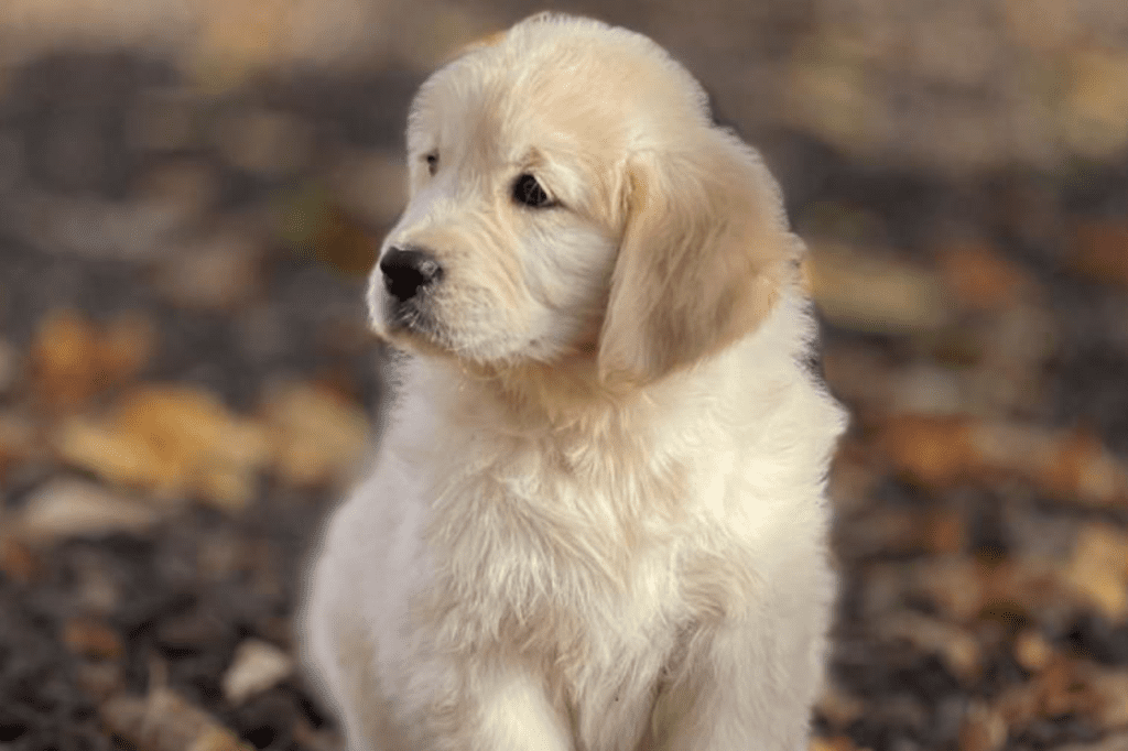 cachorro golden criado en apoyo continuo