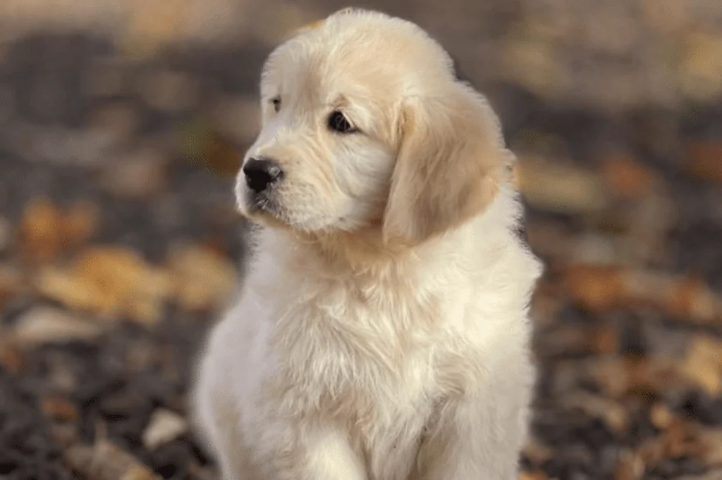 cachorro golden criado en apoyo continuo