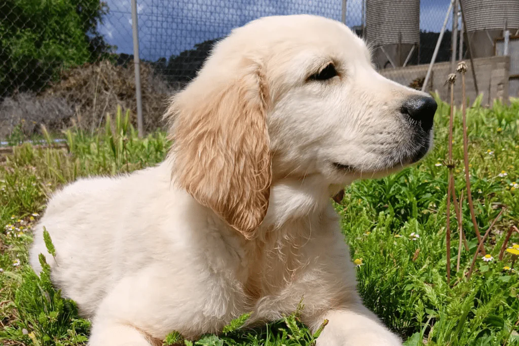 perro golden con selección y cuidado
