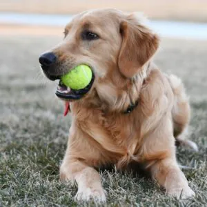 Golden Retriever