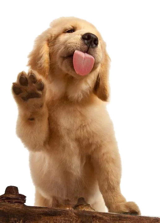 Perro golden cachorro sacando la lengua