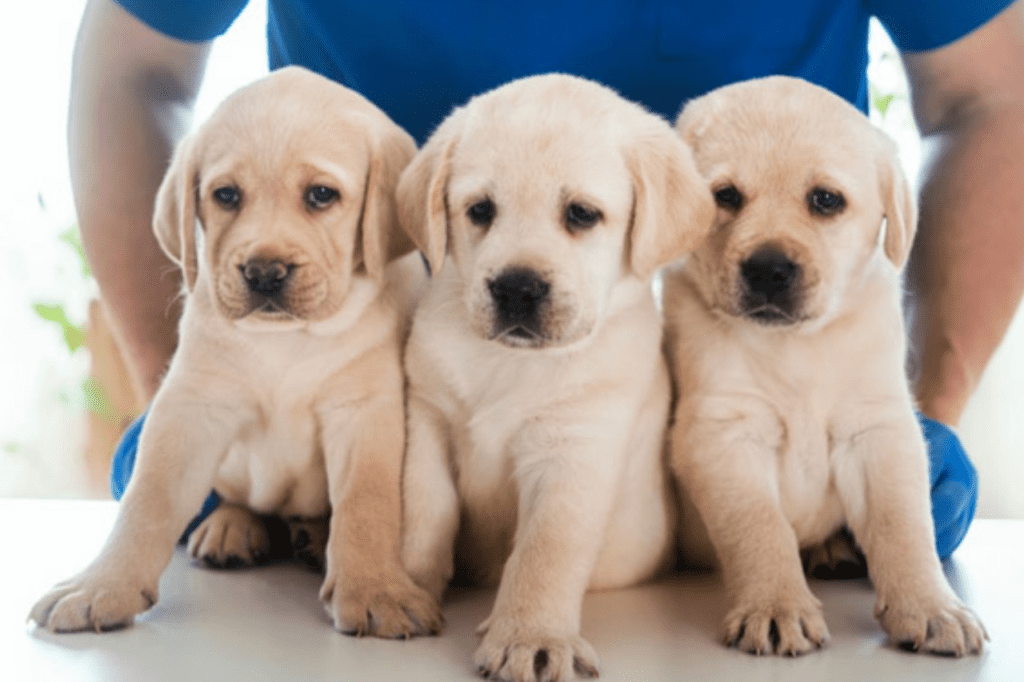 cachorros en seguimiento veterinario