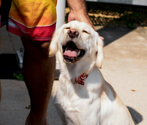 golden retriever color blanco