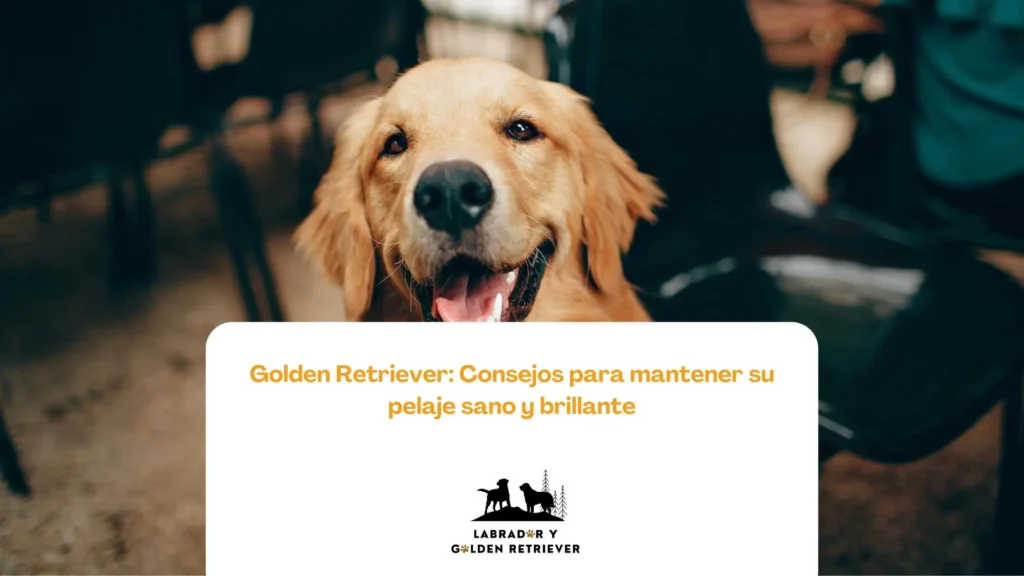 Golden jadeando, con pelo sano y bien cuidado