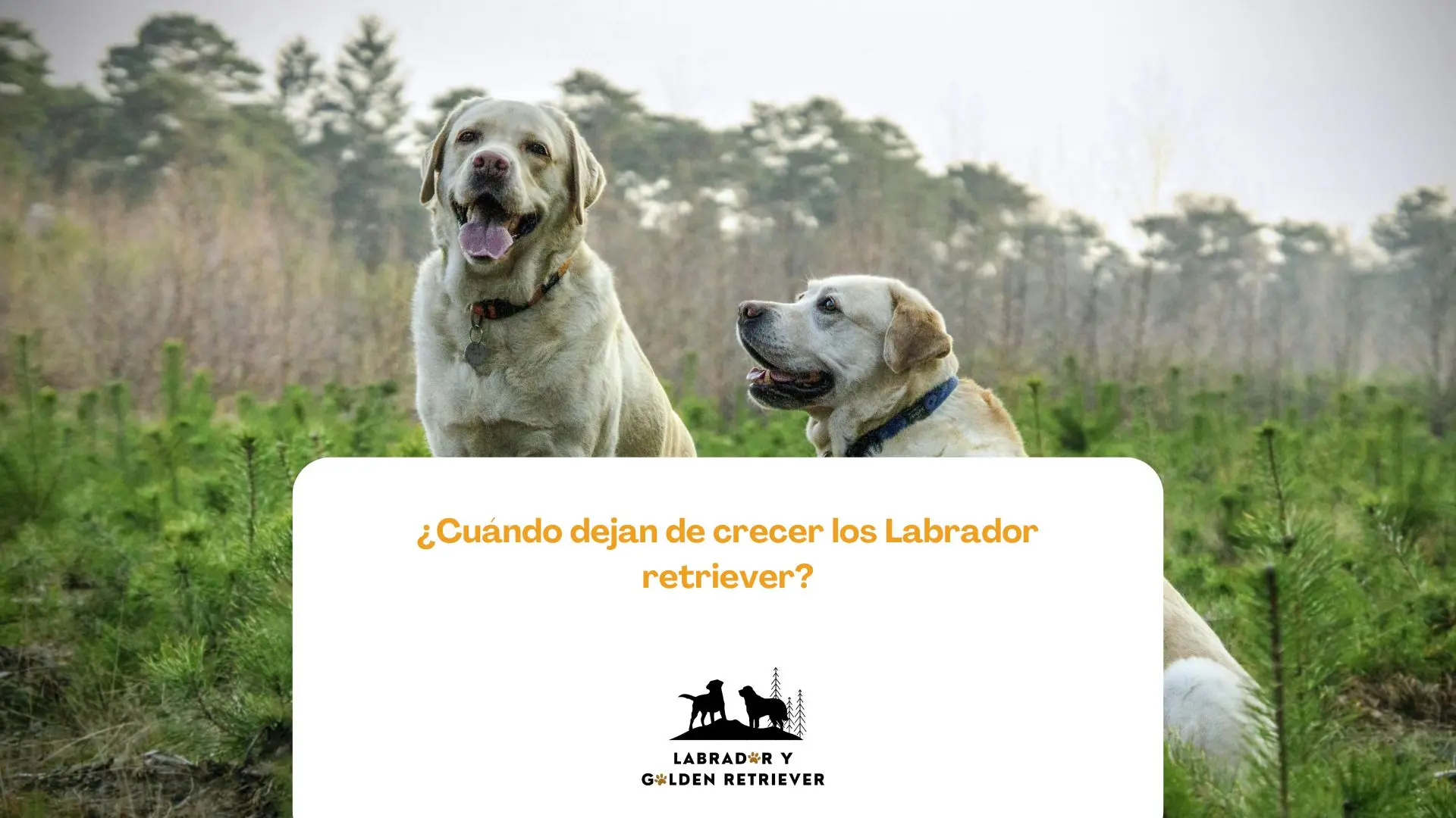 imagend e dos labradores grandes: cuándo dejan de crecer los labradores retriever