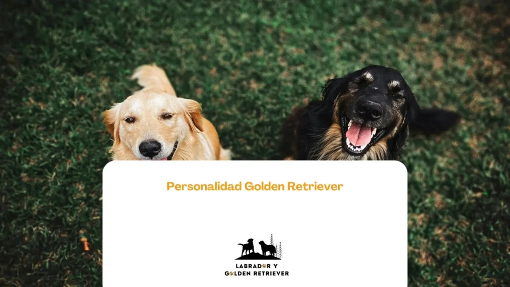 Imagen de golden retriever color negro y crema en cesped jadeando, usada como fondo para blog de personalidad golden retriever