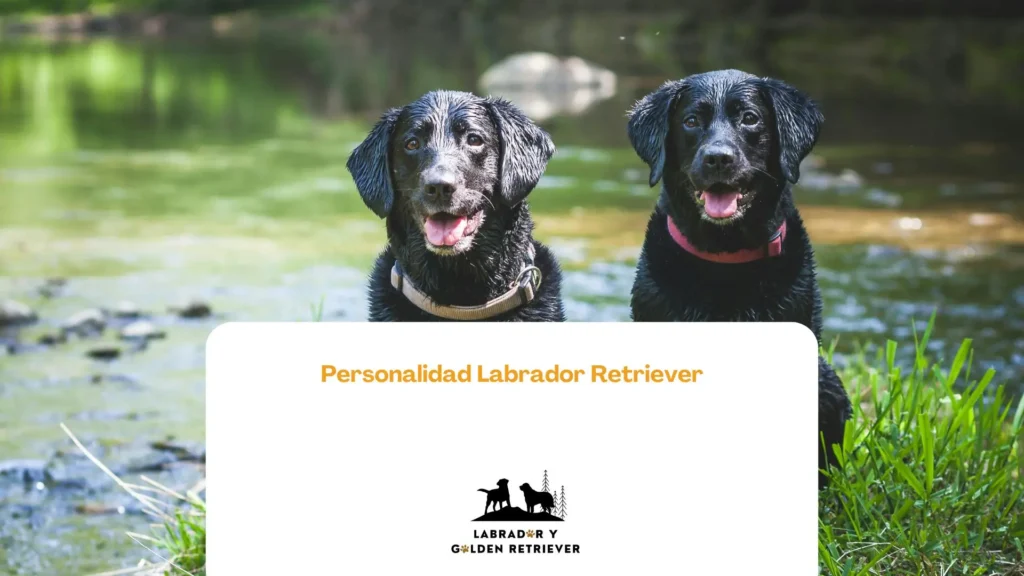 Imagen de labradores color negro mojados: pesonalidad de labrador retriever