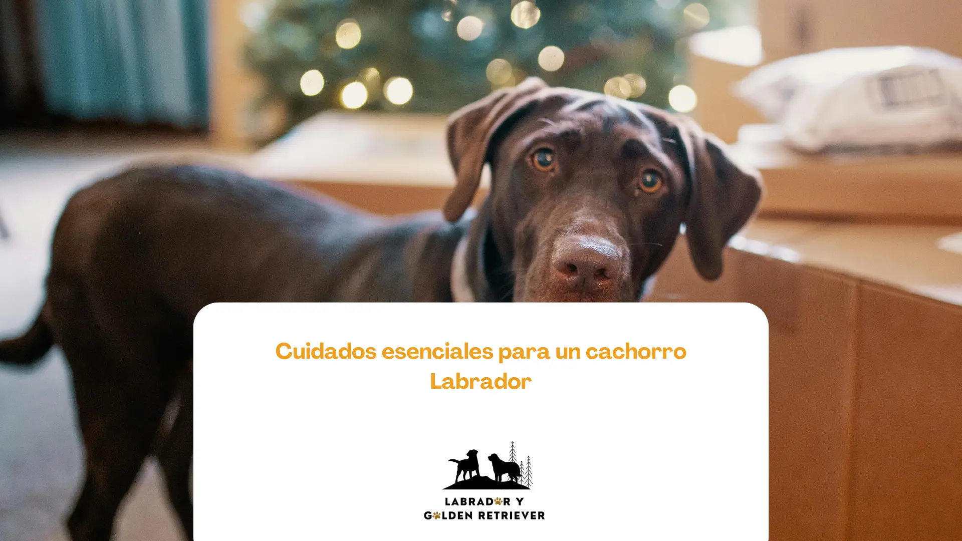Labrador color chocolate mediano, cuidados esenciales para un cachorro labrador