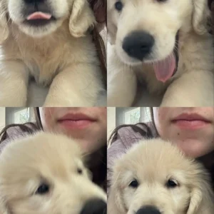 cachorro golden con su dueña: cachorros felices labrador y golden