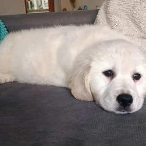 cachorro golden color blanco recién adpoptado: cachorros felices