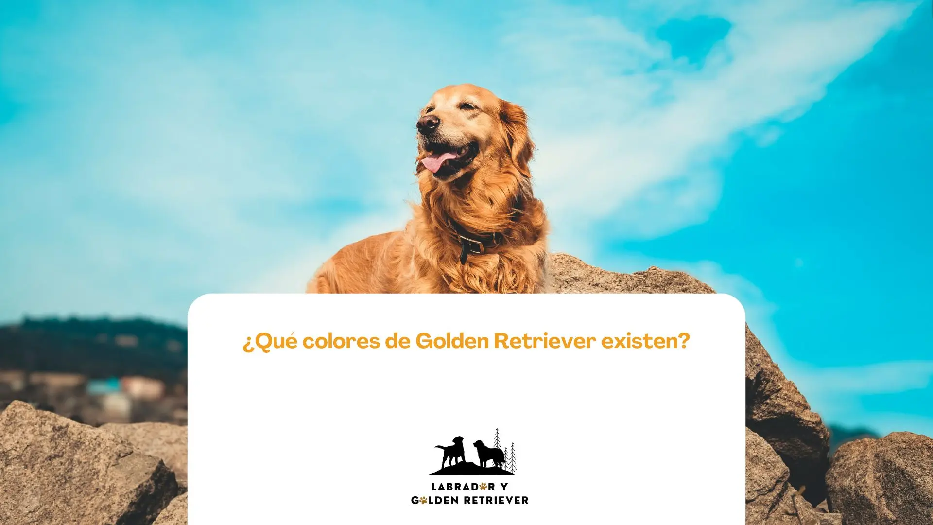 golden retriever con fondo de cielo azul usada como fondo de qué colores de golden retriever existen