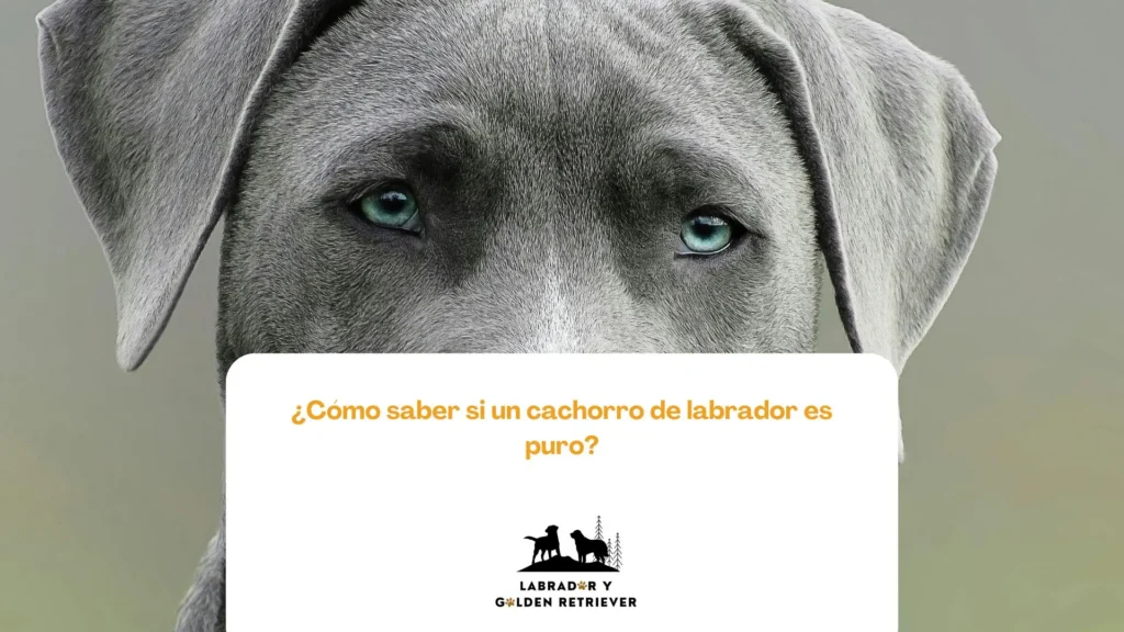Imagen de perro gris usada como fondo para cómo saber si un labrador es puro blog de labradores y golden