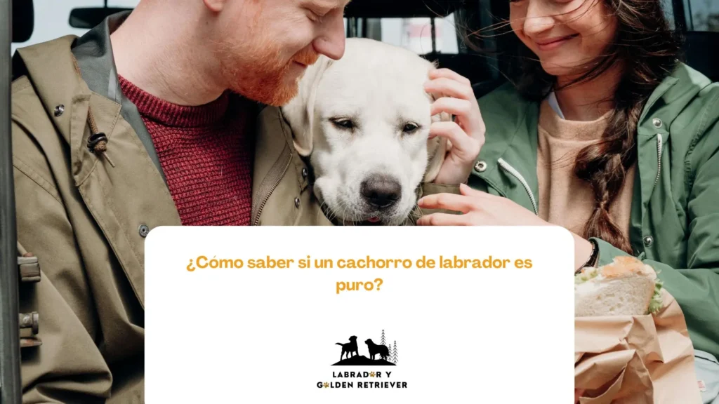 Imagen de labrador con alimento de sus dueños usada como fondo para cual es la mejor comida para un cachorro labrador