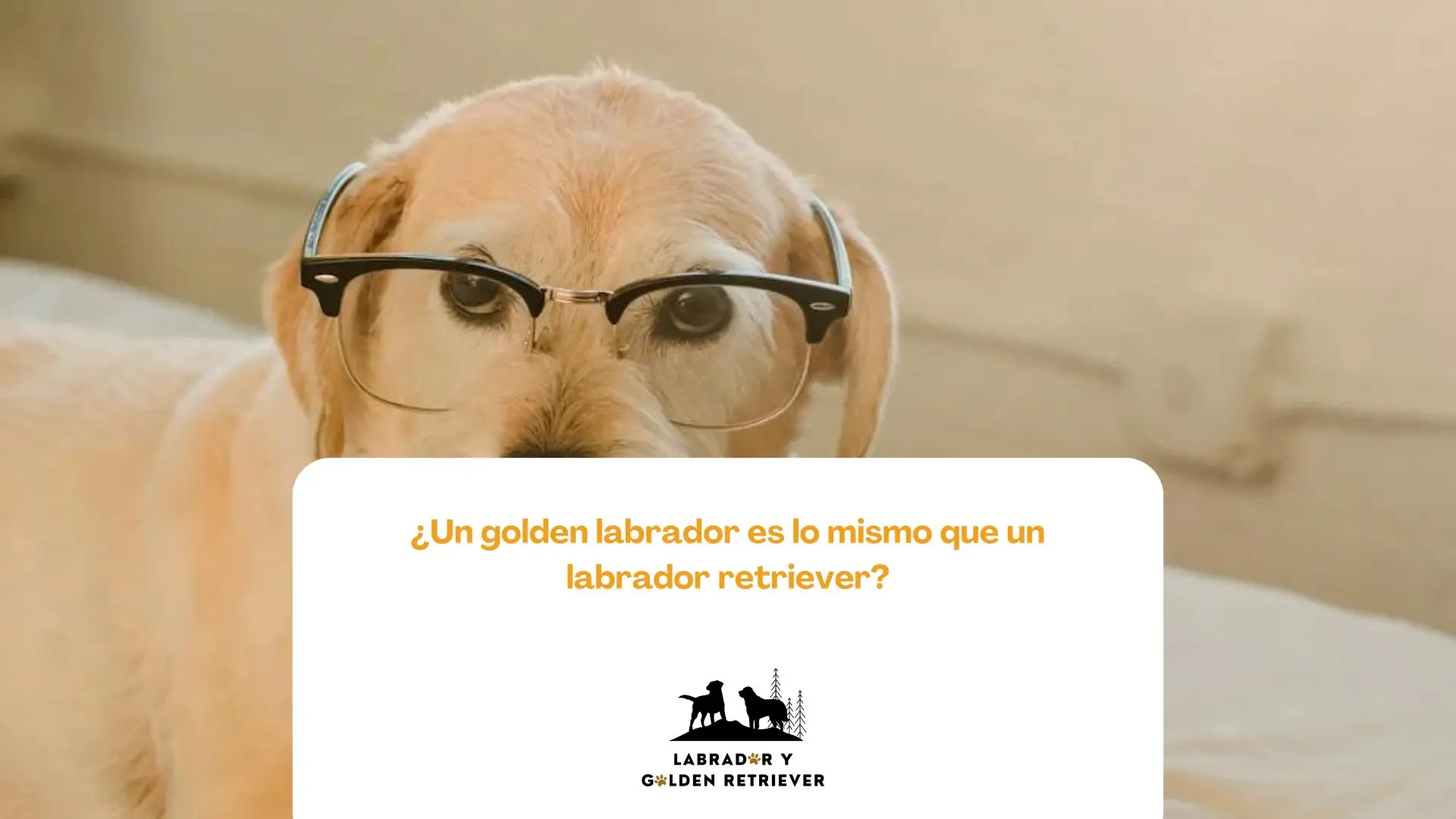 Imagen de cachorro con gafas usada de fondo para blog de ¿Un golden labrador es lo mismo que un labrador retriever?