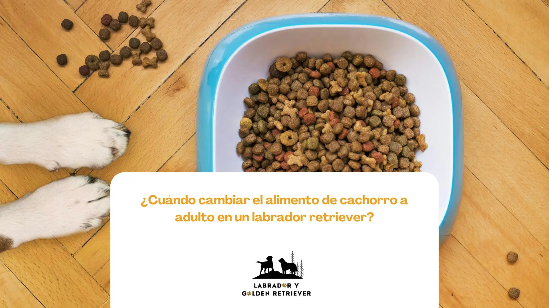 Imagen de comida de perro ¿Cuándo cambiar el alimento de cachorro a adulto en un labrador retriever?