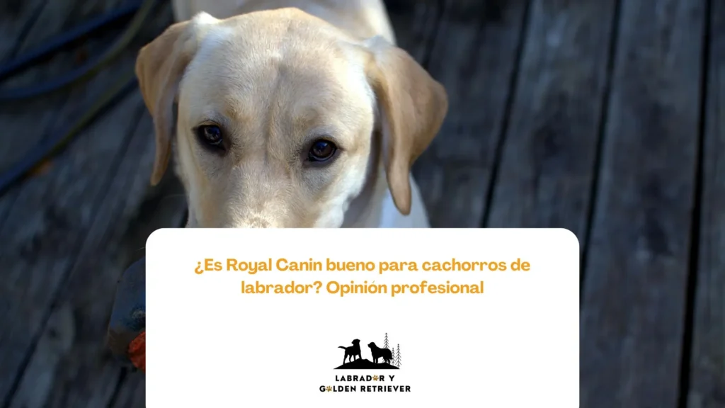 Imagen de cachorro labrador con algo en la boca usada como fondo para blog de royal canin labrador y golden