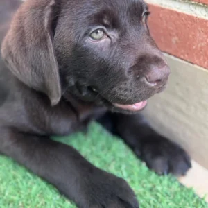 Imagen de cachorro labrador color chocolate en su nuevo hogar acostado en grama artificial usada para página de cachorros felices Labrador y golden