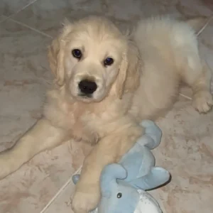 Imagen de golden retriever acostado en el suelo usada para página de Cachorros felices: labrador y golden