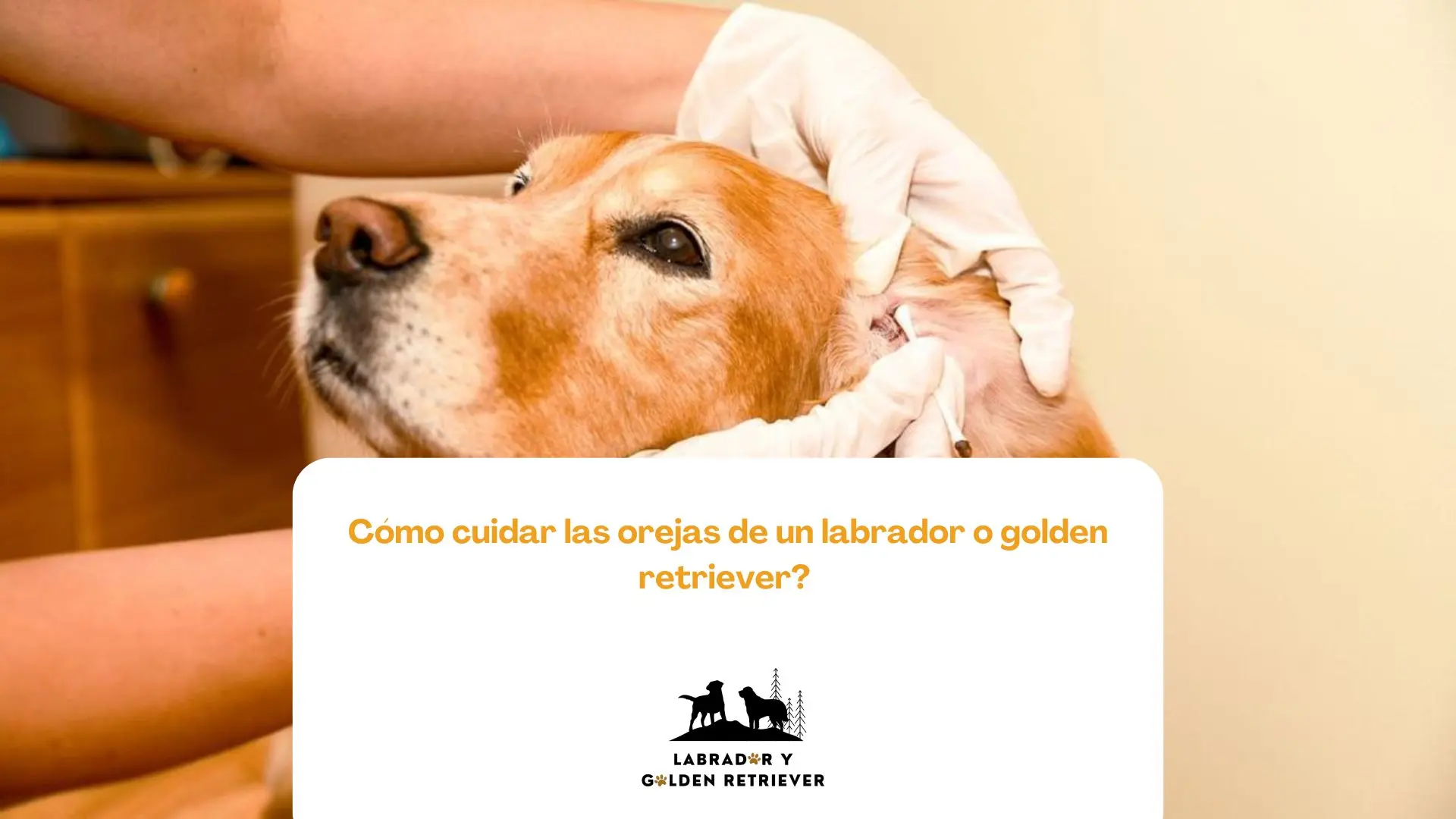 Imagen de perro golden mientras le limpian las orejas uada par ablog de Labrador y Golden: ¿Cómo cuidar las orejas de un labrador o golden retriever?