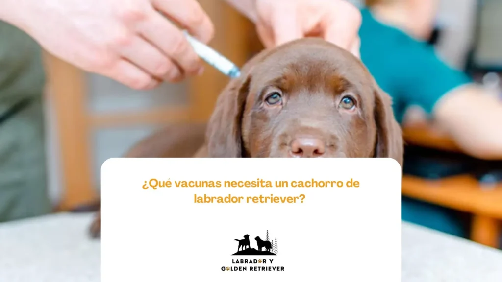Imagen de labrador golden siendo vacunado usada para blog de Labrador y Golden: ¿Qué vacunas necesita un cachorro labrador retriever?