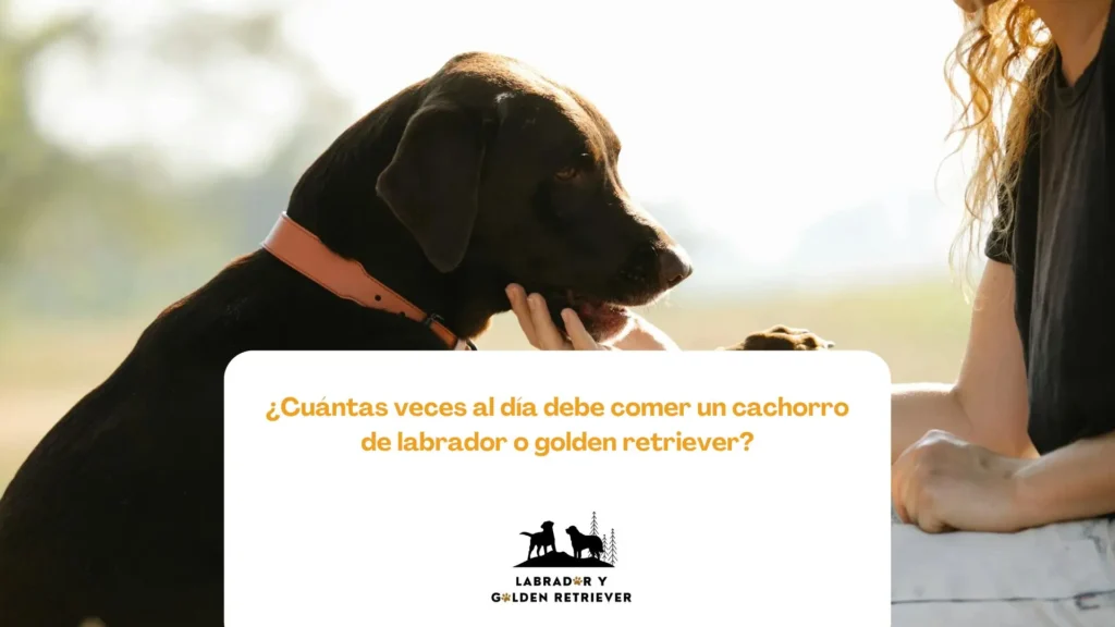 Imagen de perro labrador con su dueña, entregándole la pata usada para Blog de Labrador y Golden: ¿Cuántas veces al día debe comer un cachorro de labrador o golden retriever?